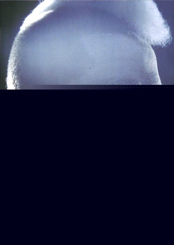  . L'Uomo Vogue. /'2004